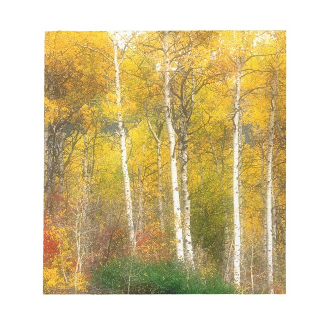 NA, USA, Washington, Fall Aspen Trees along Notepad (Front)