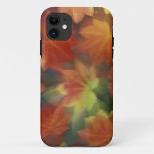 NA, USA, Washington, Issaquah, Vine maple iPhone 11 Case