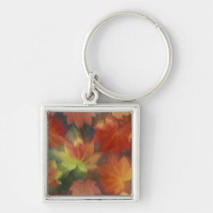 NA, USA, Washington, Issaquah, Vine maple Key Ring