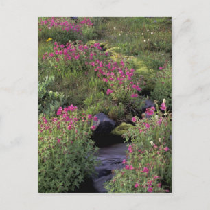 NA, USA, Washington, Mt. Rainier NP, Pink Postcard