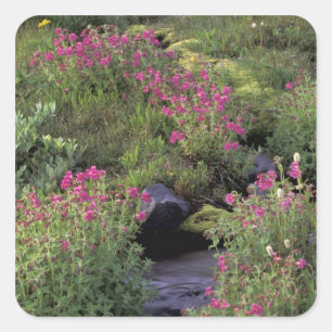 NA, USA, Washington, Mt. Rainier NP, Pink Square Sticker