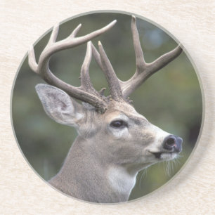 NA, USA, Washington State, White-tailed deer, Coaster