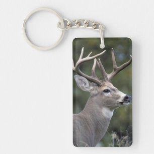 NA, USA, Washington State, White-tailed deer, Key Ring
