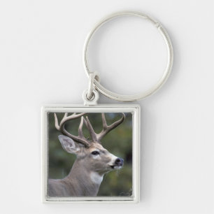 NA, USA, Washington State, White-tailed deer, Key Ring