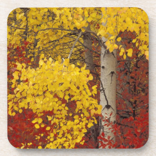 NA, USA, Washington, Wenatchee National Forest. Coaster