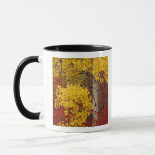 NA, USA, Washington, Wenatchee National Forest. Mug