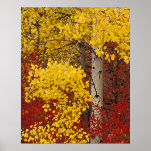 NA, USA, Washington, Wenatchee National Forest. Poster
