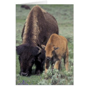 NA, USA, Wyoming, Yellowstone National Park.