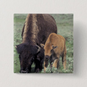 NA, USA, Wyoming, Yellowstone National Park. 15 Cm Square Badge