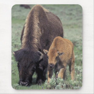 NA, USA, Wyoming, Yellowstone National Park. Mouse Pad