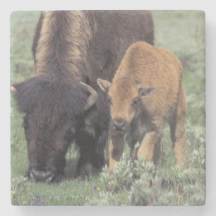 NA, USA, Wyoming, Yellowstone National Park. Stone Coaster