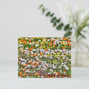 Namaqualand Daises Postcard