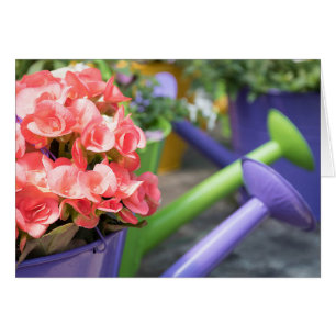 Name Day-pink begonia in purple watering can