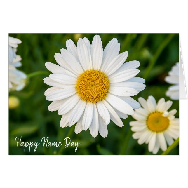 Name Day white daisies in garden (Front Horizontal)