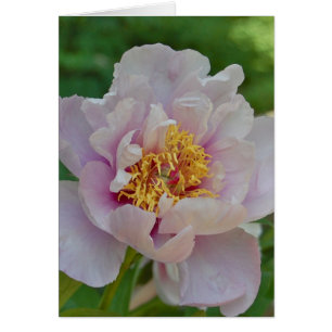 Nameless and Fragrant