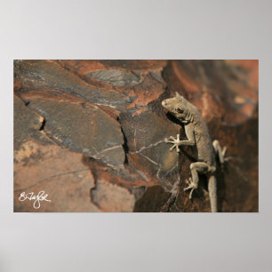 Namib Day Gecko (Bradfield's) Poster