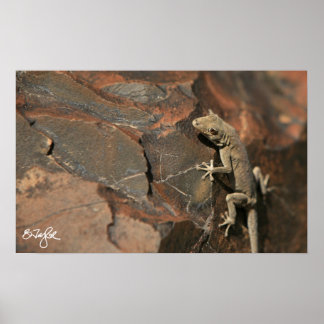 Namib Day Gecko (Bradfield's) Poster