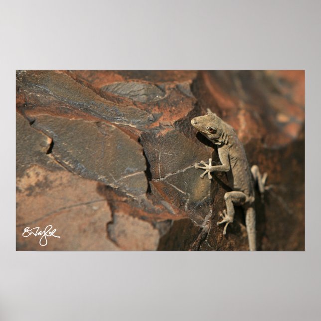 Namib Day Gecko (Bradfield's) Poster (Front)