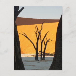 Namib-Naukluft Park, Sossusvlei   Dead Vlei Postcard