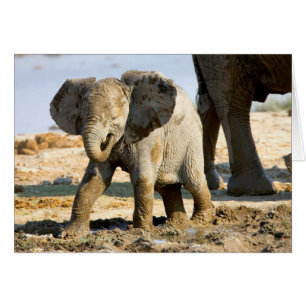 Namibia, Africa: Baby African Elephant