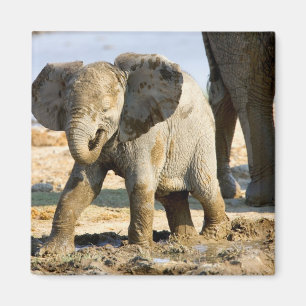 Namibia, Africa: Baby African Elephant Magnet