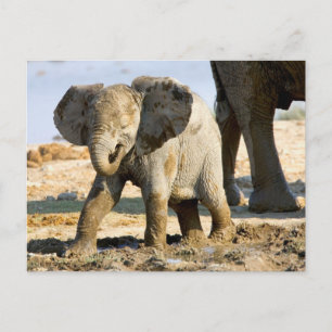 Namibia, Africa: Baby African Elephant Postcard