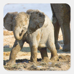 Namibia, Africa: Baby African Elephant Square Sticker