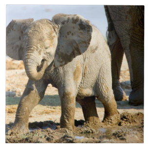 Namibia, Africa: Baby African Elephant Tile