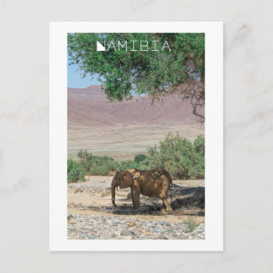 Namibia Africa Huab River Elephant Damaraland Postcard