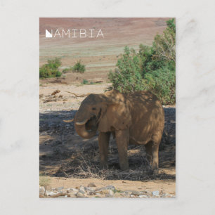 Namibia Africa Huab River Elephant Damaraland Postcard