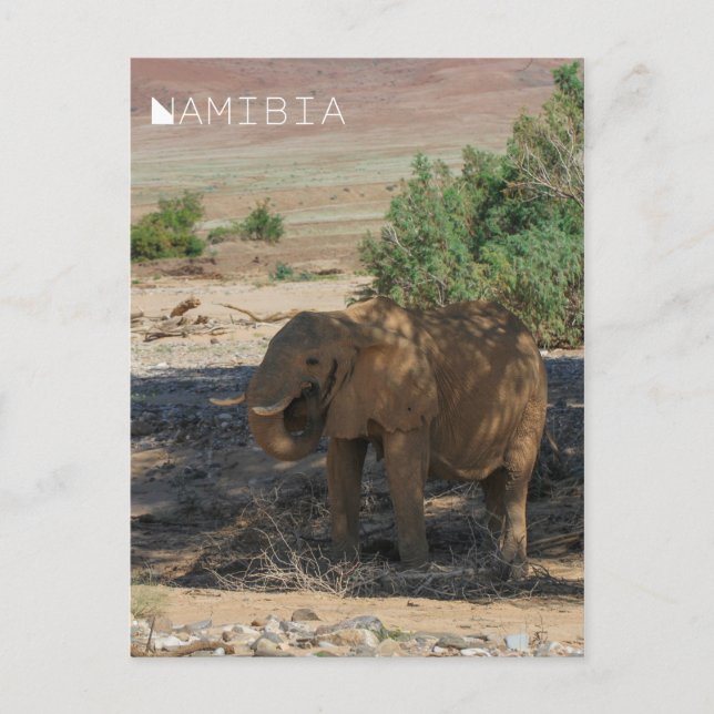 Namibia Africa Huab River Elephant Damaraland Postcard (Front)