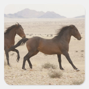 Namibia, Aus. Wild horses running on the Namib Square Sticker