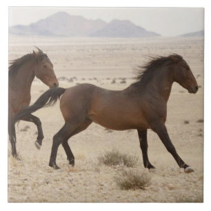 Namibia, Aus. Wild horses running on the Namib Tile