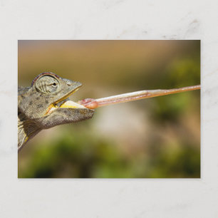 Namibia - Desert Chameleon postcard