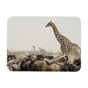 Namibia, Etosha National Park. A lone giraffe Magnet