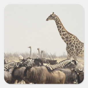 Namibia, Etosha National Park. A lone giraffe Square Sticker