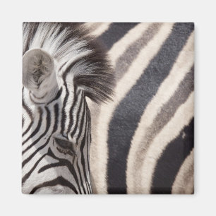 Namibia, Etosha National Park. Details of two Magnet
