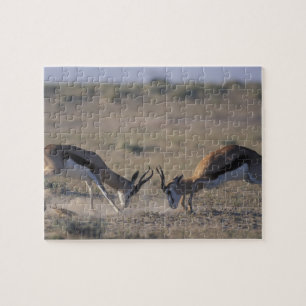Namibia, Etosha National Park, Two male Jigsaw Puzzle