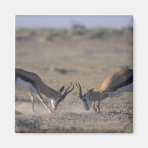 Namibia, Etosha National Park, Two male Magnet