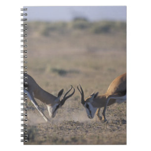 Namibia, Etosha National Park, Two male Notebook