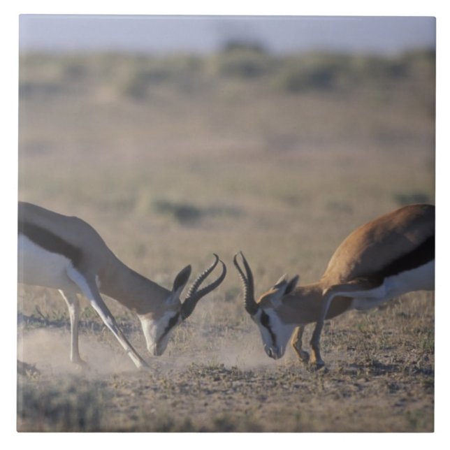 Namibia, Etosha National Park, Two male Tile (Front)