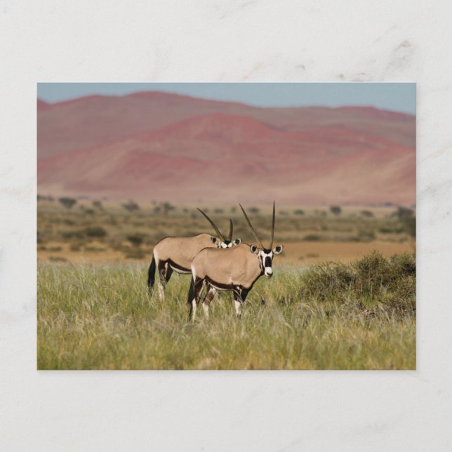 Namibia - Oryx antelopes at Sossusvlei postcard (Front)