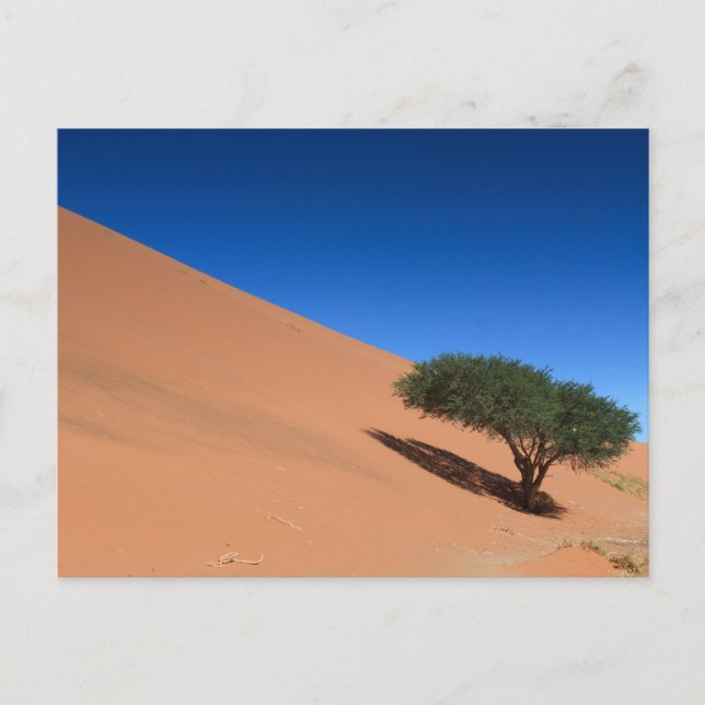 Namibia - Tree near a dune at Sossusvlei postcard (Front)