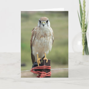 Nankeen Kestrel Bird Portrait Card