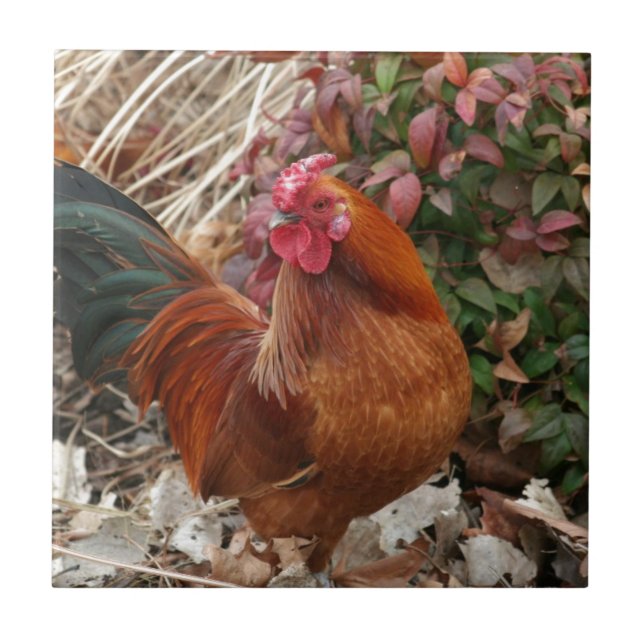 Nankin Bantam Chicken Ceramic Tile (Front)