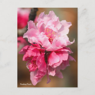 Nanking Peach [Postcard] Postcard