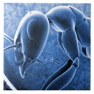 Nano Ant Scanning Electron Microscope Micrograph Ceramic Tile