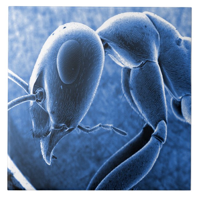 Nano Ant Scanning Electron Microscope Micrograph Ceramic Tile (Front)