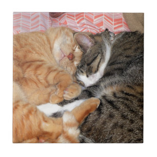 Nap Buddies Ceramic Tile