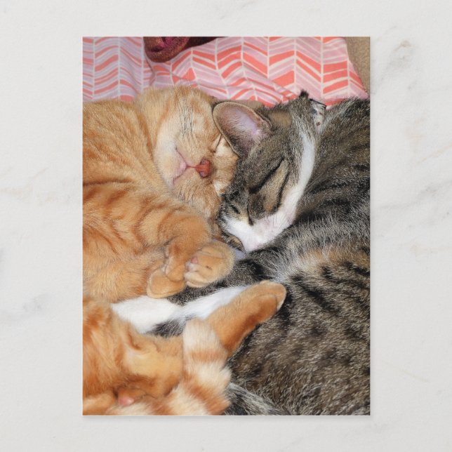 Nap Buddies Postcard (Front)